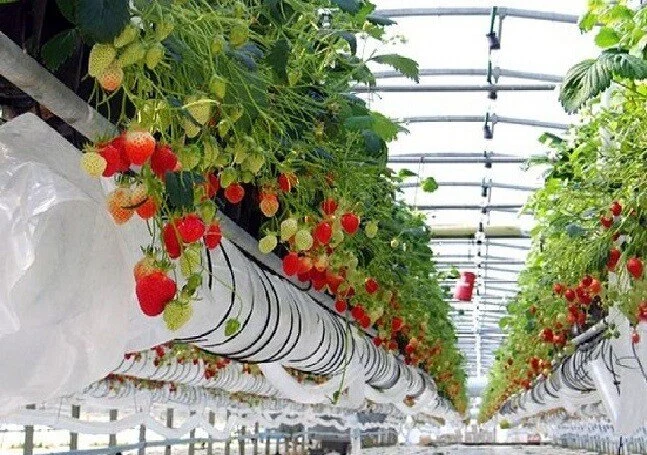 Sharjah Research, Technology, and Innovation Park Showcases Innovations in Vertical Farming at the Global Vertical Farming Show 2024